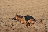 BERGER ALLEMAND 1309